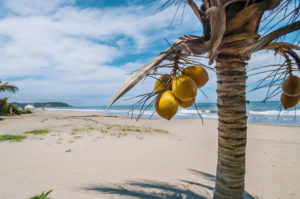Coconuts at the border of Famous Punta Sal Beach