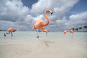 Flamingos in Flamingos Beach a private island in Aruba